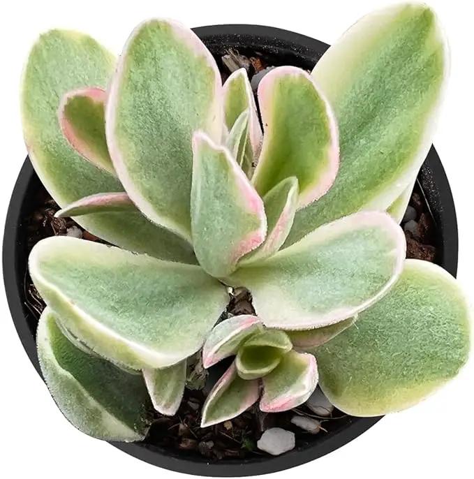 2" Rare Succulent Variegated Money Maker Plant, Live Succulents Plants Fully Rooted in Grower Pots, Unique Gift for Wedding Favor, Party Favor by GreenHaven Gardens