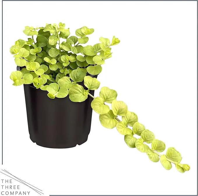 Live Lysimachia Plant - Creeping Jenny (4 Plants Per Pack) - Healthy Trailing Plant - Beautiful Spring Accent - 6" Tall by 4" Wide in 1 Pint Pot by GreenHaven Gardens