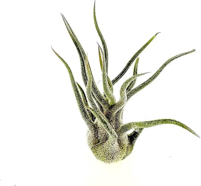 Air Plants - Tillandsia Pruinosa, Large 3-5" - 2ct - Live Arrival Guaranteed - House Plants for Home Decor & Gift by GreenHaven Gardens