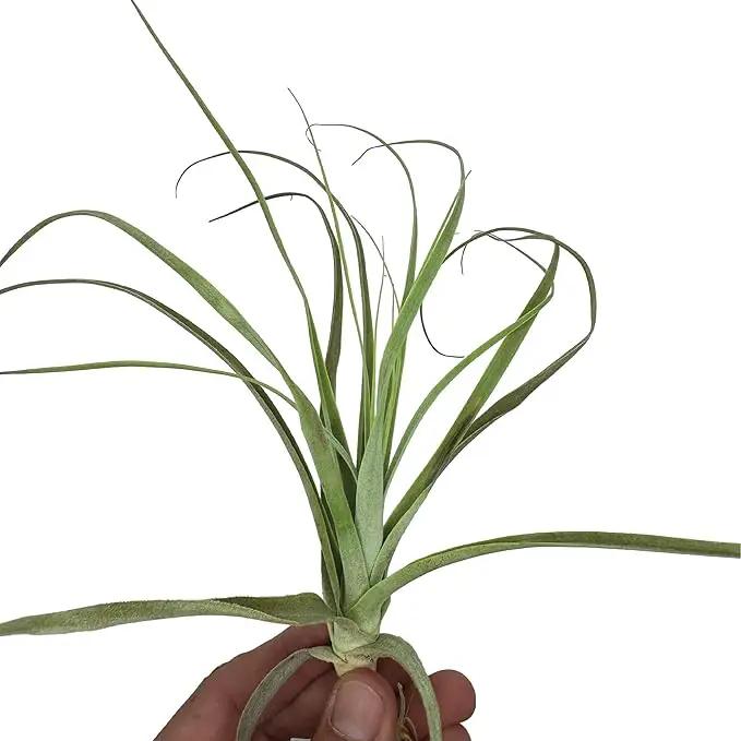 Air Plants - Tillandsia Straminea Jumbo 6-9" - 3ct - Live Arrival Guaranteed - House Plants for Home Decor & Gift by GreenHaven Gardens