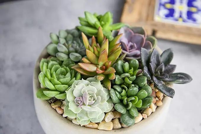 Altman Plants, Live Succulents Plants Live Houseplants (12PK), Succulents Live Plants Live House Plants Indoors Live, Live Cactus Plants Live Cacti Succulent Plants Live Indoor Plants Live Houseplants by GreenHaven Gardens