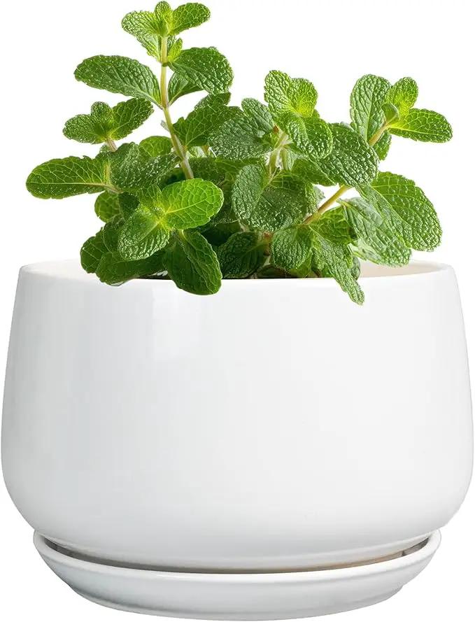 G EPGardening Ceramic Plants Pots - 4 inch Succulent Pots for Indoor Outdoor, Small Planter with Drainage Hole & Saucer, Round Planter, Modern Flower Pot, Office Decor, Plant Lovers Gifts, White by GreenHaven Gardens