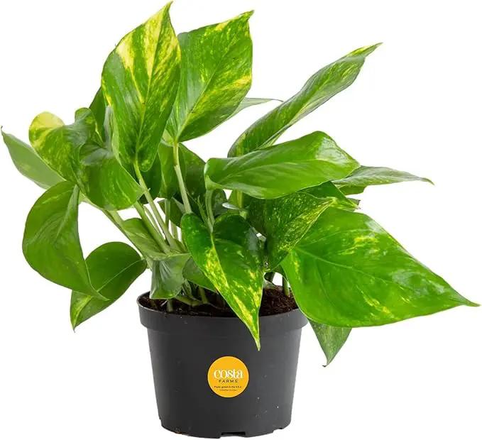 Costa Farms Golden Pothos Live Plant, Easy Care Indoor House Plant in Grower's Pot, Potting Soil, Great for Outdoor Hanging Planter or Basket, Housewarming Gift, Desk Decor, Room Decor, 10-Inches Tall by GreenHaven Gardens