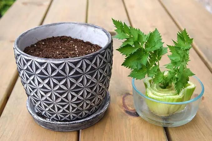 Premium Celery Potting Soil Mix - Optimal Nutrient-Rich Blend for Thriving and Crisp Celery Plants - 2 Quart by GreenHaven Gardens