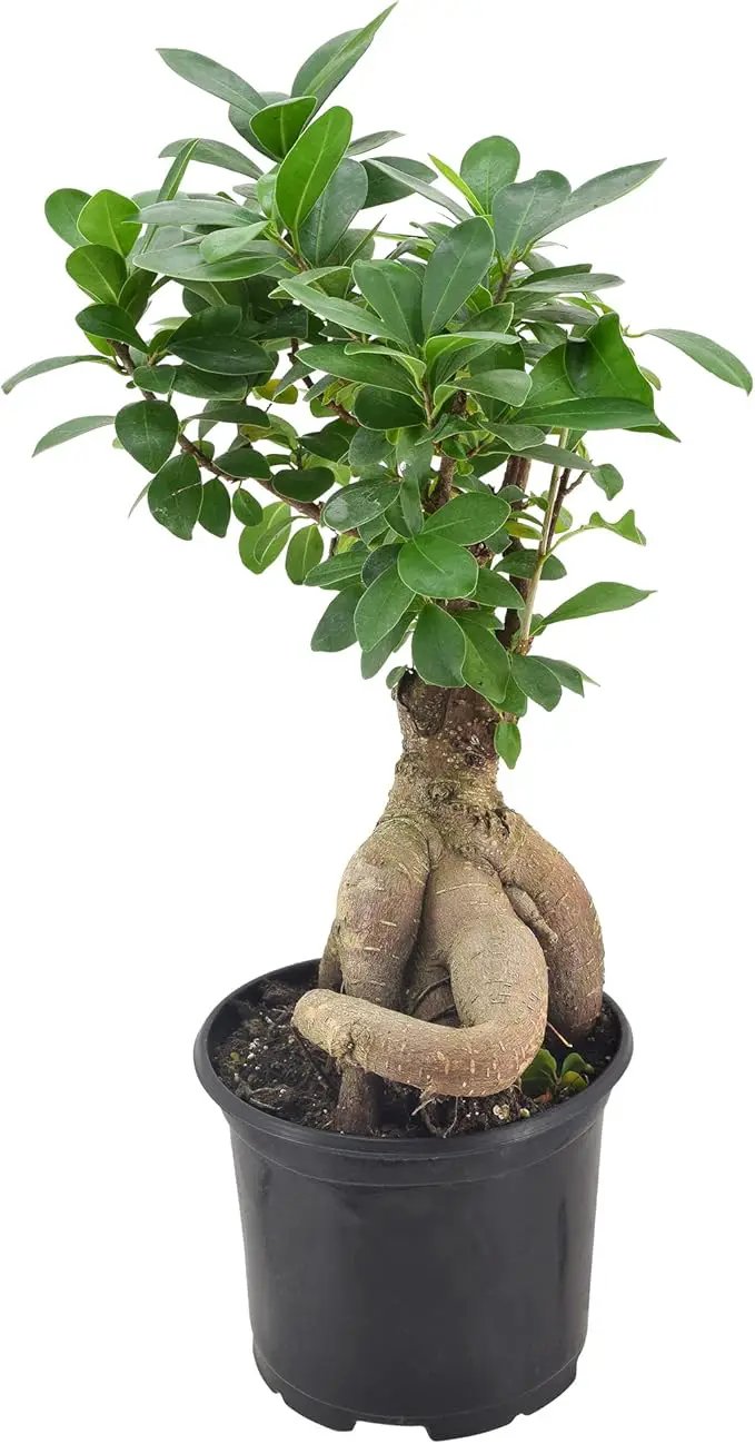Arcadia Garden Products LV62 Ginseng Ficus Live Indoor Bonsai Plant in 6 in. Plastic Grower Pot, 6 Inch, Green *Sold by Amazon and Arcadia Garden Products* by GreenHaven Gardens