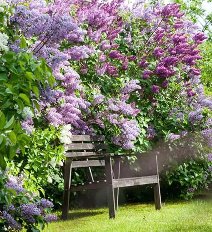 Two Pack of Common Old Fashioned Lilac Bushes - Fragrant Lavender Purple Flowers - 2 Live Plants 1 to 2 Feet Tall - Attract Hummingbirds and Butterflies by GreenHaven Gardens