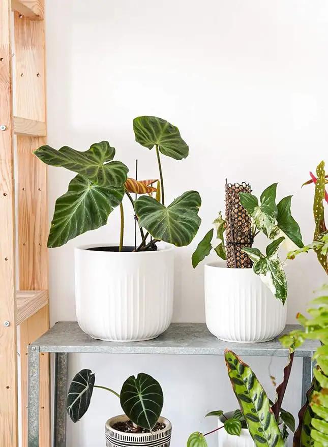 LE TAUCI Ceramic Planters, Set of 3 Plant Pots for Indoor Plants, 8.3+6.9+5.7 inch Flower Pots with Drainage Holes, Medium Cylinder Planters Pot for Indoor House Plants, White by GreenHaven Gardens
