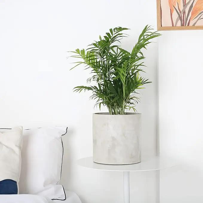 Plant Pots - 7.7 inch Cement Planters Indoor - Modern Grey Flower Pot with Drainage Hole - Home Office Decor by GreenHaven Gardens