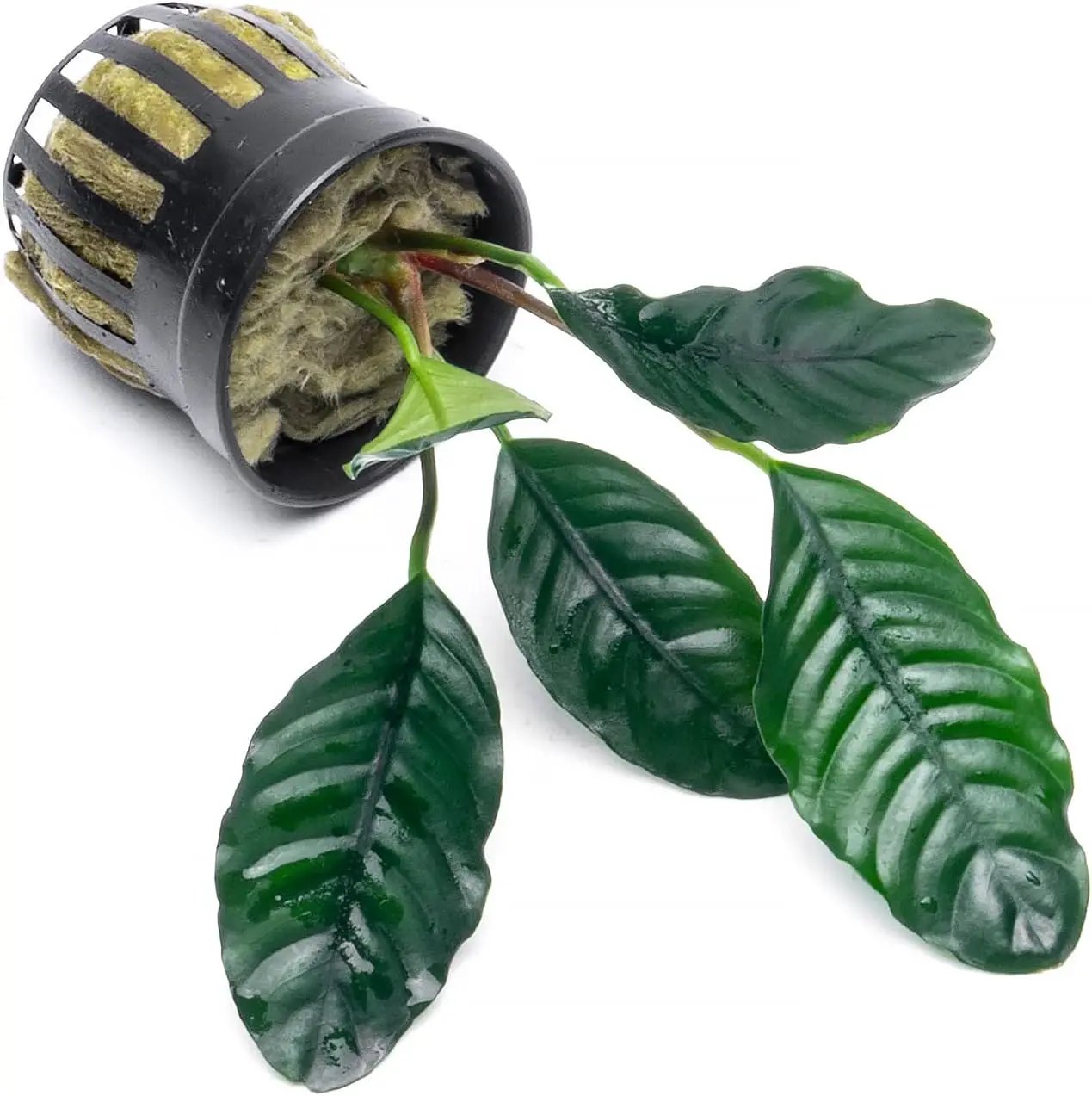 Anubias Live Aquarium Plants - Potted Freshwater Plant for Fish Tanks, Terrariums - Beginner Friendly Low Light (Barteri Coffeefolia, 1 Pot) by GreenHaven Gardens