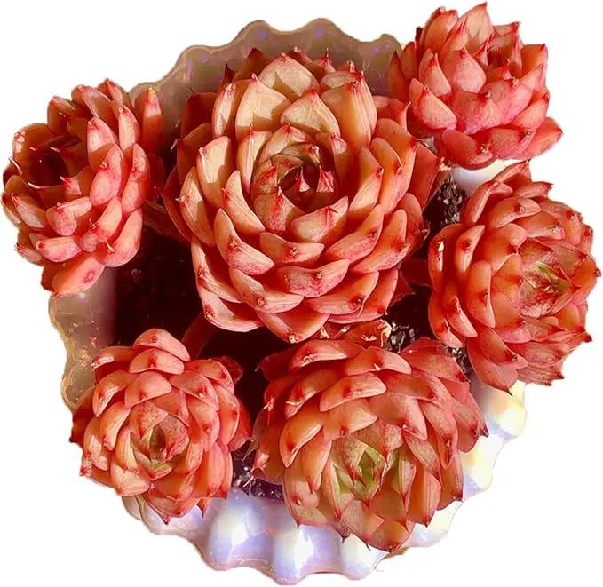 Echeveria Ben Badis Rare Live Succulent Plants, Red 4-5 Heads 3" Live Plant, Package Without Pot & Soil, Garden Indoor Office Desk, Wedding Party Baby Shower Decoration, Friend Plant Lovers Gifts by GreenHaven Gardens