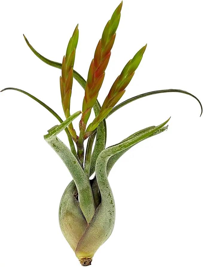 Air Plants - Flowering Tillandsia Caput Medusae, Large 5-7" - 3ct - Live Arrival Guaranteed - House Plants for Home Decor & Gift by GreenHaven Gardens