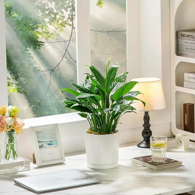 vancasso Ceramic Plant Pots, 3 Piece Planters for Indoor Plants, 4.25+5.25+6.25 Inch Flower Pots with Drainage, Plant Pots Indoor for Succulent, Pothos, Snake Plant and Money Tree, Etc (White) by GreenHaven Gardens