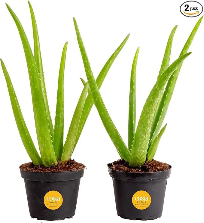 Costa Farms Aloe Vera (2 Pack), Live Succulent Plant, Easy Care Indoor Houseplant in Grower Pot, Natural Room Air Purifier in Soil, Living Room or Office Décor, New House Warming Gift, 12-Inches Tall by GreenHaven Gardens