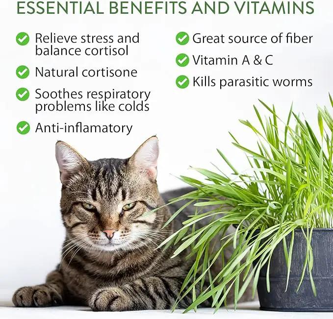 HOME GROWN 2,160+ Cat Plant Seeds Mix – 𝗡𝗢𝗡-𝗚𝗠𝗢 𝗨𝗦𝗔-𝗦𝗢𝗨𝗥𝗖𝗘𝗗 Heirloom Catnip, Lemongrass, Licorice, Thyme & Valerian – Pet-Friendly Indoor Garden Refill Kit for Cats & Kittens by GreenHaven Gardens