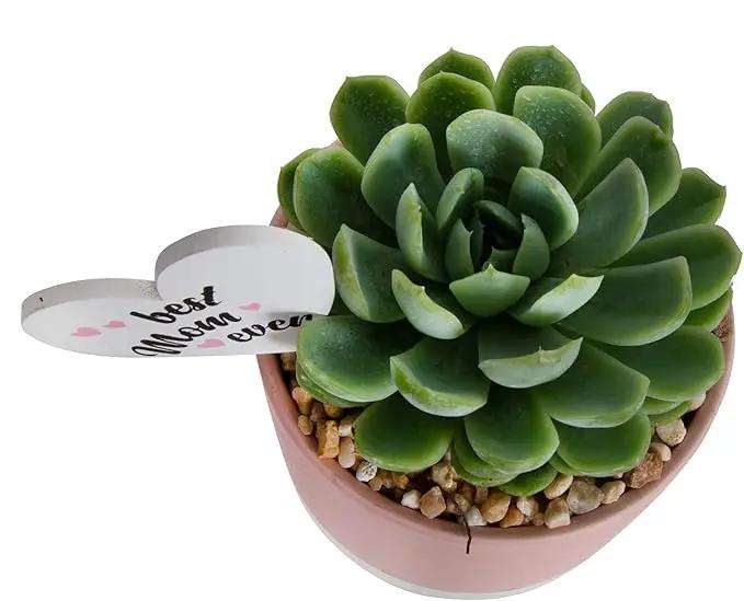Costa Farms Live Succulent Plant, Easy to Grow Echeveria, Potted Houseplant in Decor Plant Pot, Everyday Gift for Mom, For Wife, From Daughter, Son, Room or Home Decor, 6-Inches Tall by GreenHaven Gardens