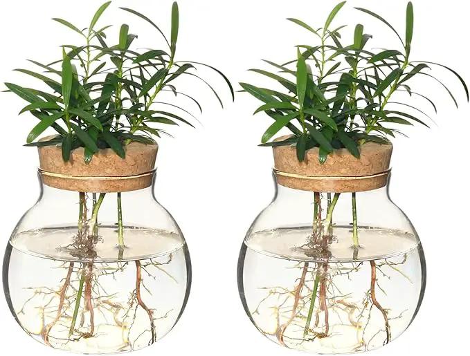 Plant Propagation Station,Hydroponic Terrarium Vase,Desktop Glass Planter Station,for Houses,Garden Decorations,ropagating Hydroponic Plants,Centerpiece Office,Home Garden Decor (2) by GreenHaven Gardens