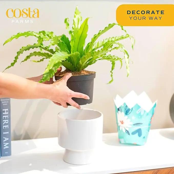 Costa Farms Bird's Nest Fern Live Indoor House Plant 15-Inches Tall, Grower's Pot by GreenHaven Gardens