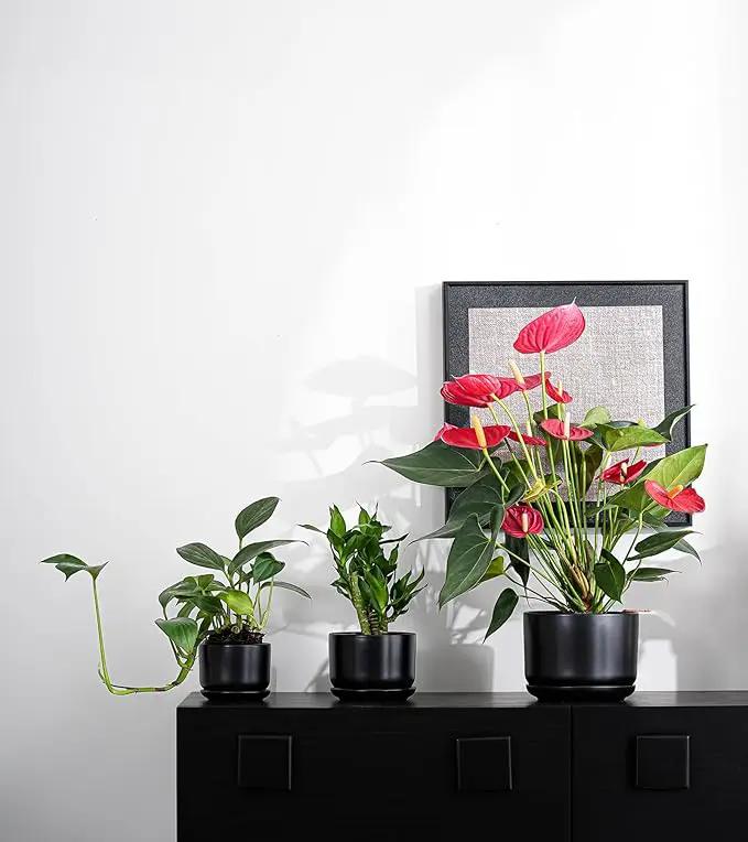 Ton Sin Plant Pots, 4.1+5.1+6.5 inch, Set of 3, Ceramic Planters with Drainage Hole and Saucer, Indoor Flower Pot with Hole Mesh Pad, Gifts for Mom（Matte Black） by GreenHaven Gardens