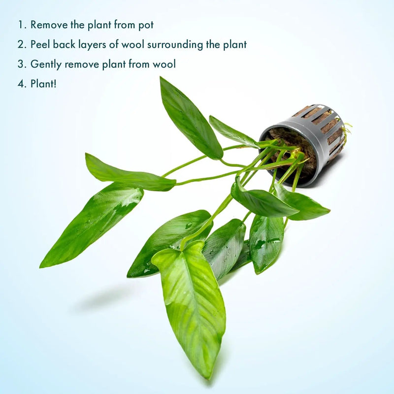 Live Plants – Anubias Hastifolia (Anubias hastifolia) – Low to Moderate Light, Medium to Dark Green Arrow-Shaped Leaves, Midground to Background Tank Placement - Pot, 3 Pack by GreenHaven Gardens