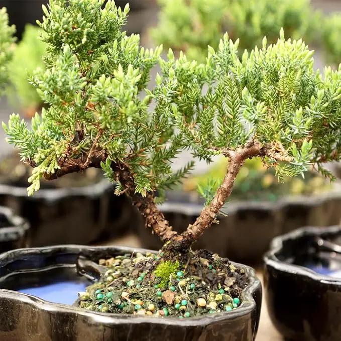 Brussel's Bonsai Brussel's Green Mound Juniper Bonsai in Zen Reflections Pot, SMALL by GreenHaven Gardens