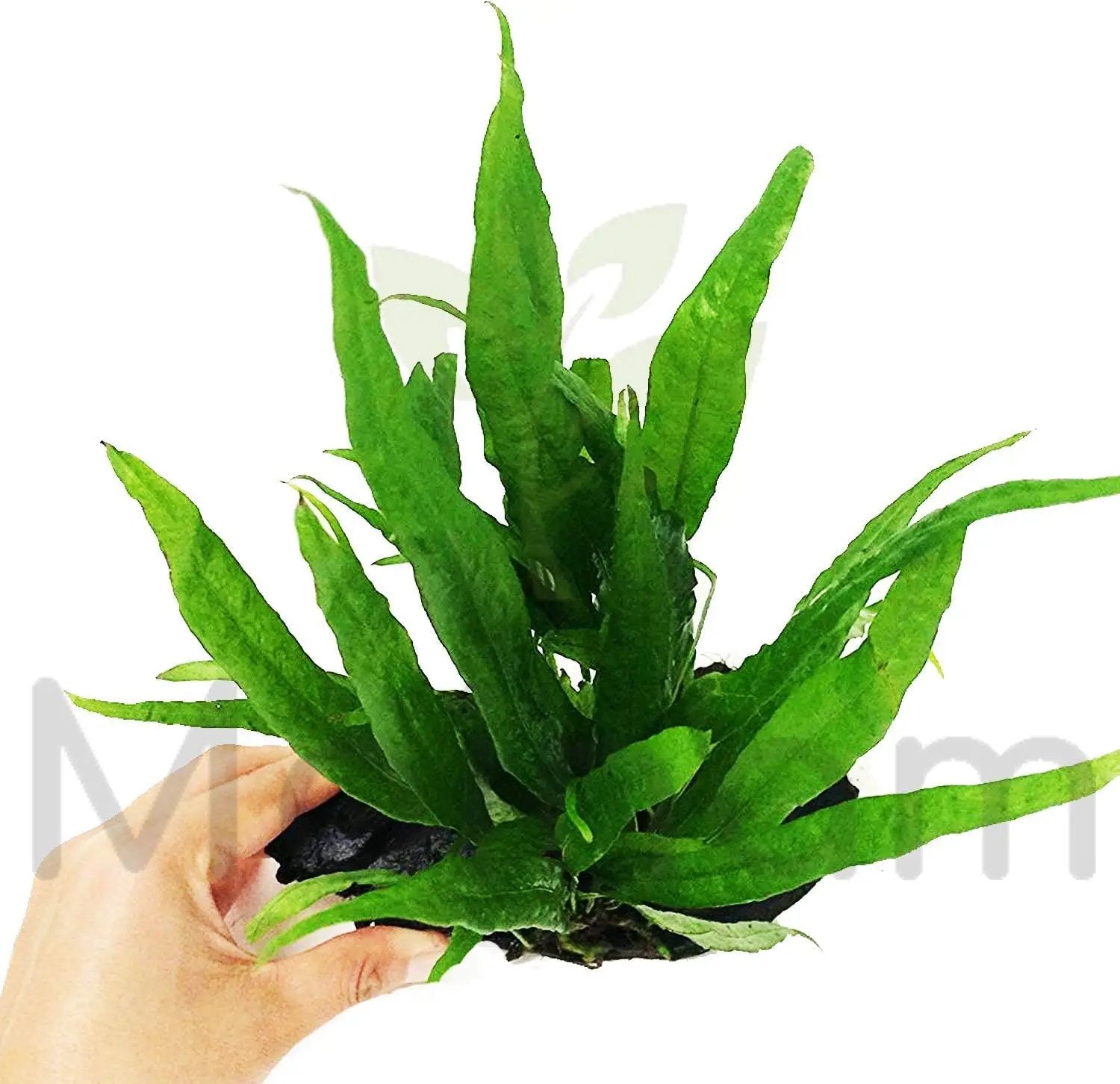 Java Fern Planted on Driftwood Microsorum Pteropus Freshwater Easy Low Light Live Aquarium Plant Decorations 3 Days Guarantee by Mainam by GreenHaven Gardens