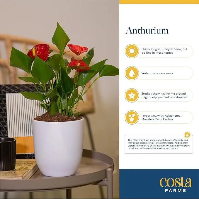Costa Farms Anthurium Plant, Live Indoor Houseplant with Red Flowers, Easy Grow Flowering House Plant in Cute Décor Pot, Birthday, Housewarming, Get Well Soon, Home, Room, Office Décor, 12-Inches Tall by GreenHaven Gardens