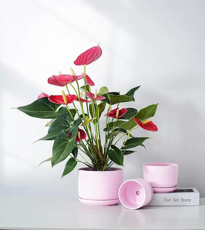 Ton Sin Plant Pots, 4.1+5.1+6.5 inch, Set of 3, Ceramic Planters with Drainage Hole and Saucer, Indoor Flower Pot with Hole Mesh Pad, Gifts for Mom(Matte Pink) by GreenHaven Gardens