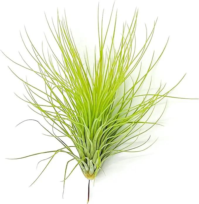 Air Plants - Tillandsia Andreana, Large 4-6" - 1ct - Live Arrival Gauranteed - House Plants for Home Decor & Gift by GreenHaven Gardens
