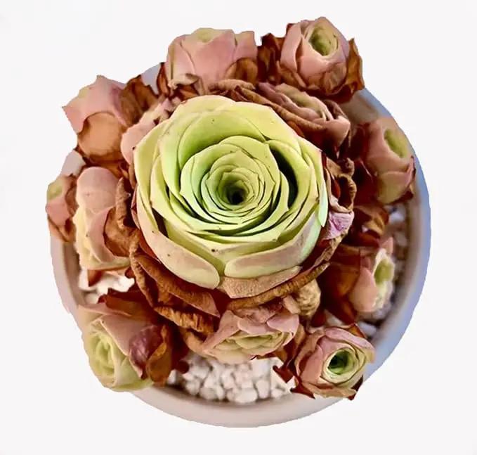 FWPP Live Succulent Plants Echeveria Mountain Rose,Mini 3 Inches Succulents Live House Plants,Bare Root Without Pot Soil,Live Plants Indoor for Gift Party Wedding Garden Baby Shower DIY Decor by GreenHaven Gardens