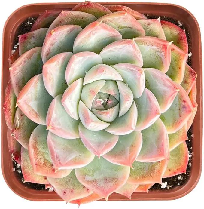 Live Succulent Echeveria 'Red Line Queen', Approx 2-inch Large, Potted Succulents, Fully Rooted, Easy Care House Plants by GreenHaven Gardens