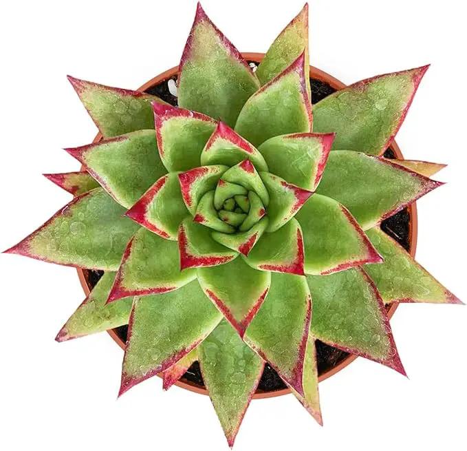 4-inch Succulent Echeveria agavoides 'Lipstick', Live Succulents Plants Fully Rooted in Pots with Soil, Easy-Care House Plants for DIY, Home Office Decoration by GreenHaven Gardens