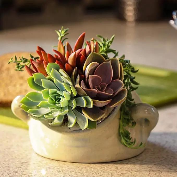 Altman Plants, Live Succulent Plants (20 Pack) Assorted Potted Succulents Plants Live House Plants in Cacti and Succulent Soil Mix, Cactus Plants Live Indoor Plants Live Houseplants in Planter Pots by GreenHaven Gardens