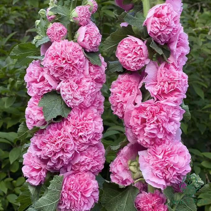 Premium Rare Hollyhock Seeds – 100+ Double Pink Hollyhock Flower Seeds – Non-GMO, Heirloom Perennial – Showy Blooms for Outdoor Planting (Double Pink Hollyhock) by GreenHaven Gardens