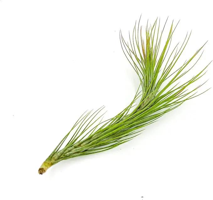 Air Plants - Tillandsia Funckiana Hybrid, Large 5-7" - 1ct - Live Arrival Guaranteed - House Plants for Home Decor & Gift by GreenHaven Gardens