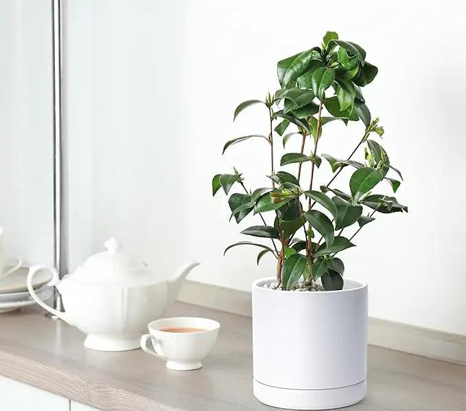 D'vine Dev 4.7 Inch & 6 Inch Ceramic Planter Pots for Plants with Drainage Hole and Saucer, Small Plant Pots Set, White, 94-G-S-1 by GreenHaven Gardens
