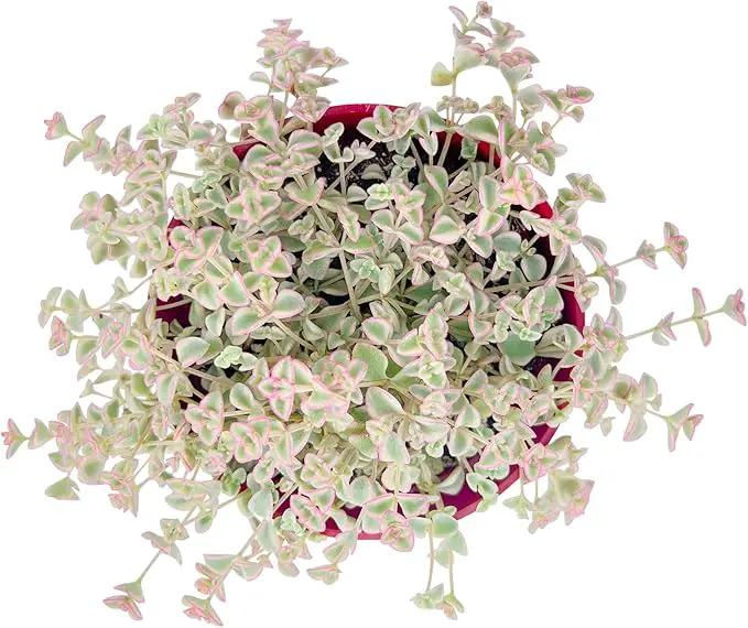 Live Succulent Plants Sedum Little Missy Variegated, Easy Care Potted Succulents, Approx 4" D x 4" H, Indoor Houseplant, Unique Gifts, Home Office Décor by GreenHaven Gardens