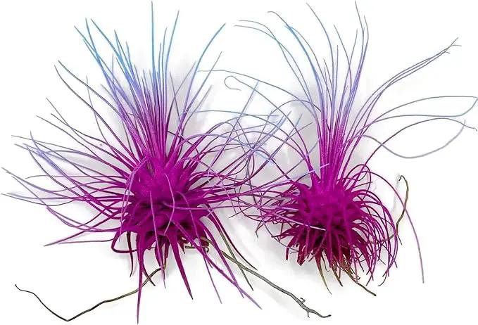 Thin Air Plant, Guatemala Tillandsia Live Airplant, Healthy Arrival Guaranteed, Great Indoor Plant, Home Decor & Gift (2 Rainbow #2) by GreenHaven Gardens