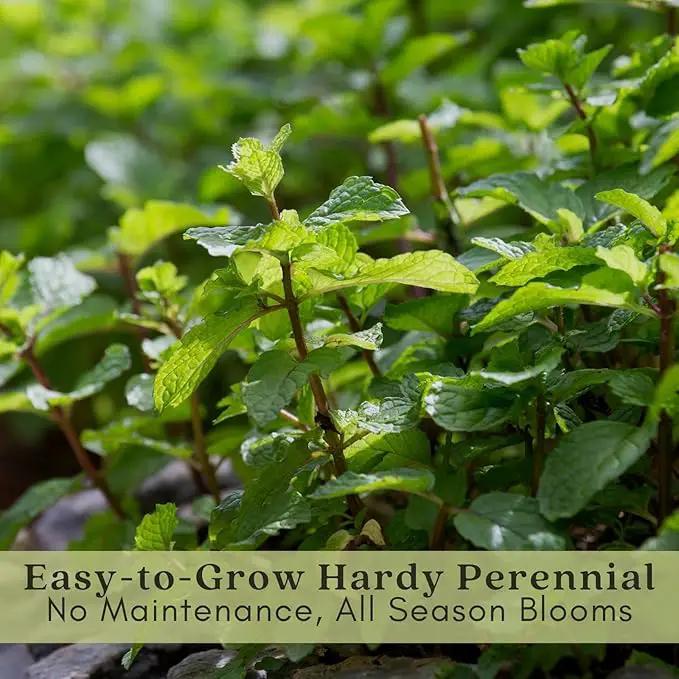 Clovers Garden Catmint (Nepeta) Plants – Two (2) Live Plants – Non-GMO - Not Seeds - Each 4" to 8" Tall – in 4" Inch Pots – Natural Mosquito Plant - Hardy Flowering Perennial Herb, Pollinator Favorite by GreenHaven Gardens