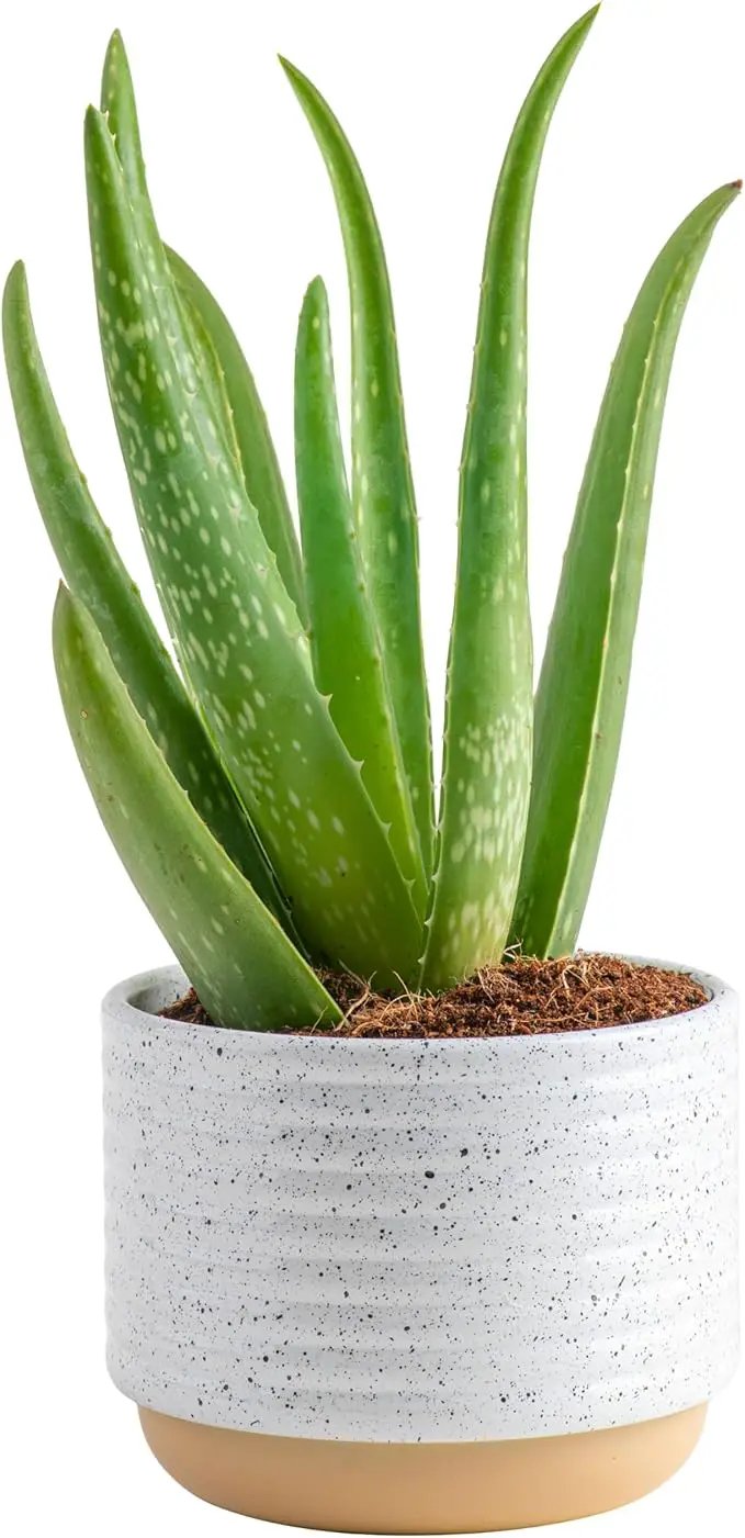 Costa Farms Aloe Vera, Live Succulent Plant, Easy Care Indoor Houseplant in Modern Décor Planter, Room Air Purifier, Tabletop, Office, Desk or Home Décor, Birthday, Gardening Gift, 10-12 Inches Tall by GreenHaven Gardens