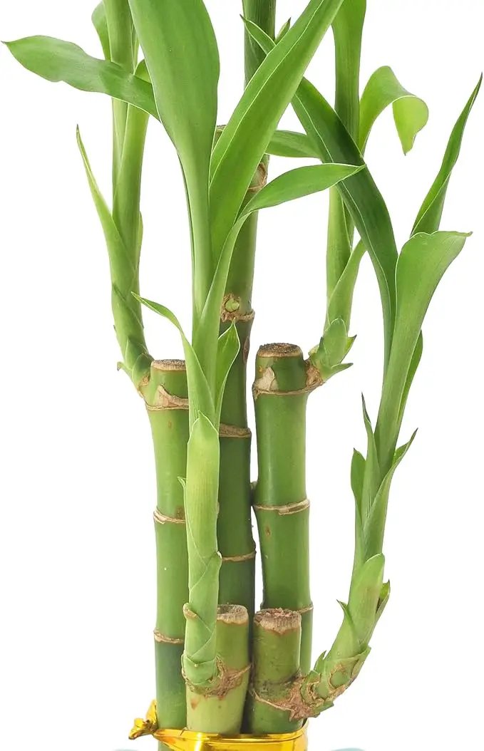 Arcadia Garden Products 5-Stem Lucky Bamboo, Live Indoor Plant in Contour II Ceramic Planter for Home, Work, or Gift, Blue ***Cannot Ship to Hawaii*** by GreenHaven Gardens