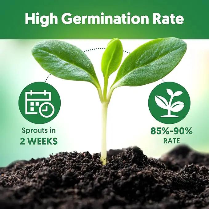 12 Varieties of Seasoning Seeds for Planting, Family Culinary Spice Herb & Veggie Seeds Packet, Basil, Rosemary, Thyme, Cilantro, Pepper, Mint, Non-GMO, Heirloom, for Home Garden Indoor Outdoor by GreenHaven Gardens