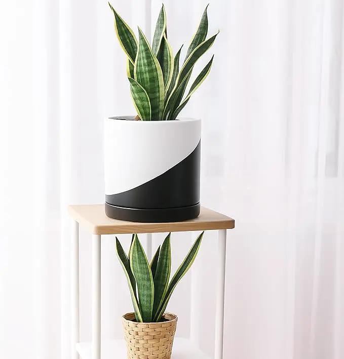 D'vine Dev 8.2 Inch Ceramic Planter Pot with Drainage Hole and Saucer, Indoor Cylinder Round Planter Pot, Oblique Monochrome Black and White, 94-O-D-K by GreenHaven Gardens