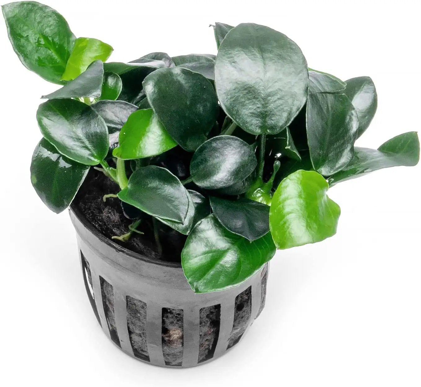 Anubias Live Aquarium Plants - Potted Freshwater Plant for Fish Tanks, Terrariums - Beginner Friendly Low Light (Barteri Petite Round, 1 Pot) by GreenHaven Gardens