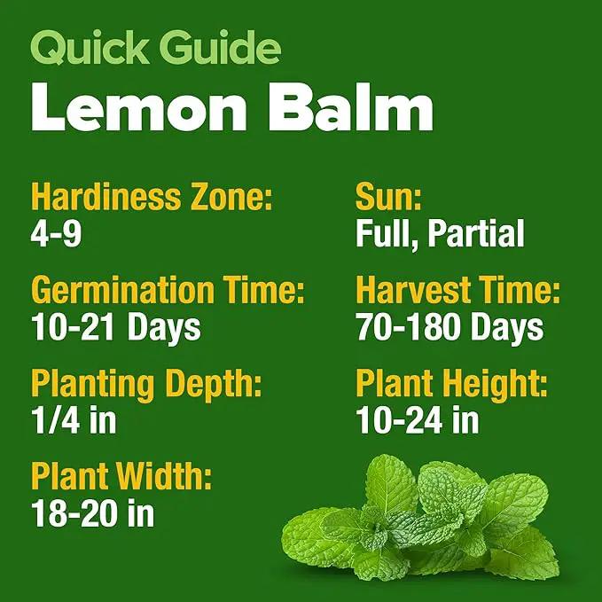 HOME GROWN Lemon Balm Seeds– 806 𝗡𝗢𝗡-𝗚𝗠𝗢 Heirloom Seeds for Planting – Melissa officinalis Herb for Tea, Garden, Indoor or Outdoor Growing–Plant for Pots, Beds & Hydroponics(Melissa officinalis) by GreenHaven Gardens