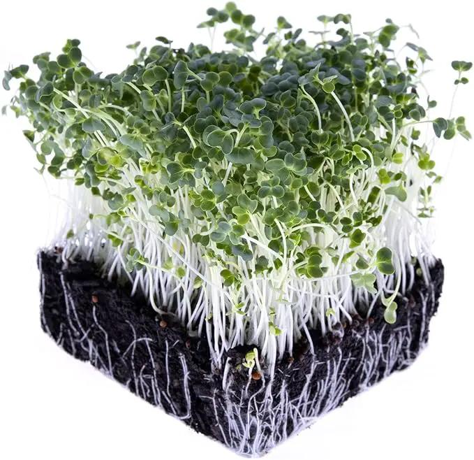 Broccoli Seeds for Sprouting & Microgreens | Waltham 29 Variety | Non GMO & Heirloom Seeds | 8 oz Resealable Bag | Rainbow Heirloom Seed Co. by GreenHaven Gardens