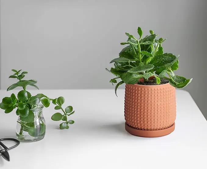 D'vine Dev 4 Inch Terracotta Beaded Planter Pot - Flower Pot with Drainage Holes and Saucers for Indoor Succulent Plants or Flowers,Terracotta, 27-C-Z-7 by GreenHaven Gardens