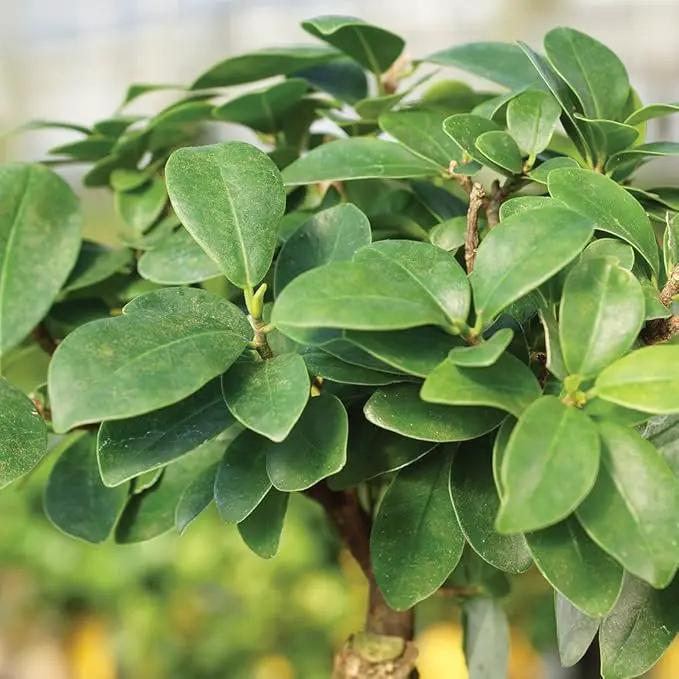 Brussel's Bonsai Live Ginseng Grafted Ficus Indoor Bonsai Tree - Small, 4 Years, 6 to 8 In - Live Bonsai Tree in Ceramic Bonsai Pot and Humidity Tray by GreenHaven Gardens