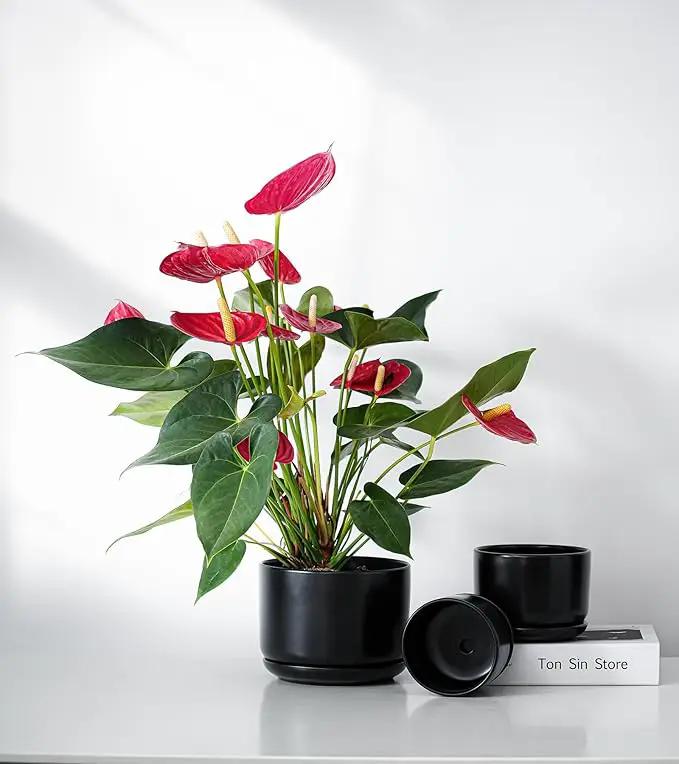 Ton Sin Plant Pots, 4.1+5.1+6.5 inch, Set of 3, Ceramic Planters with Drainage Hole and Saucer, Indoor Flower Pot with Hole Mesh Pad, Gifts for Mom（Matte Black） by GreenHaven Gardens