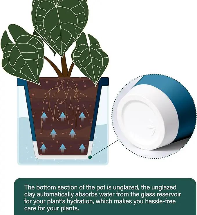 D'vine Dev 6 Inch Design Self Watering Planter for Indoor Plants, Blue Terracotta Pot with Cylinder Glass Cup, Set of 2, 37-Y-B-4 by GreenHaven Gardens