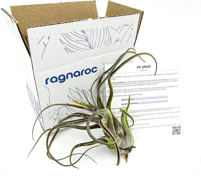 Air Plants - Flowering Tillandsia Caput Medusae, Large 5-7" - 1ct - Live Arrival Guaranteed - House Plants for Home Decor & Gift by GreenHaven Gardens